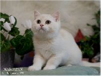 /marcepan