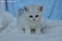 /gigi