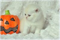 /harriet