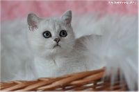 /ivory