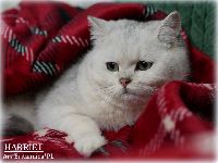 /harriet