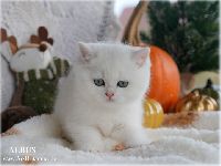/albus