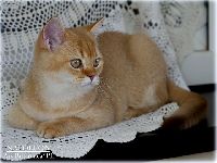 /napoleon