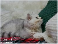 /harriet