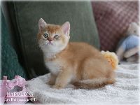/napoleon