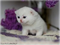 /gigi