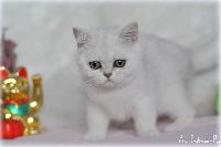 /sybilla