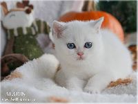 /aladin