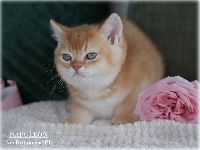 /napoleon