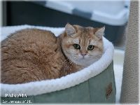 /paloma