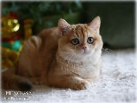 /princessa