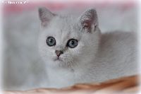 /ivory
