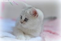 /gigi