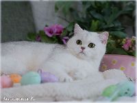 /gigi