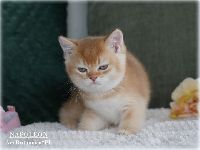 /napoleon
