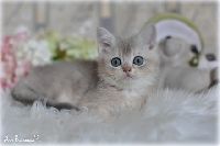 /rascal