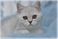 /otello