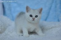 /gigi