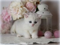 /gigi