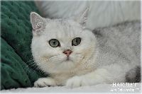 /harriet