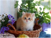 /baltazar