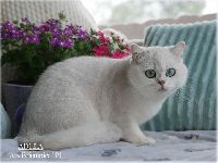 /adela