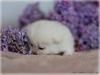 /gigi