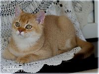 /napoleon