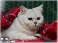 /harriet