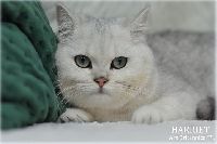 /harriet
