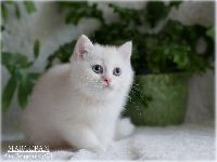 /marcepan