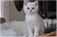 /ivory