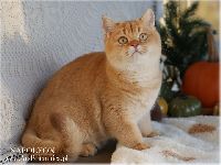 /napoleon