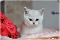 /griffin