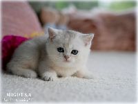 /migotka