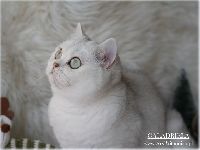 /galadriela