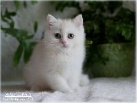 /marcepan