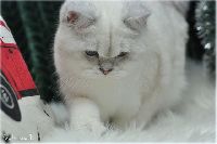 /orion
