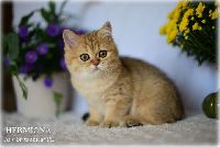 /hermiona