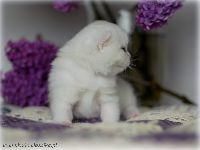 /gigi