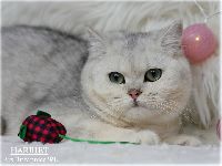/harriet