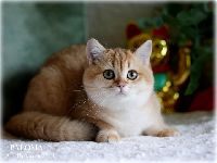 /paloma