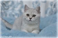 /otello