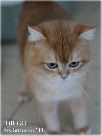 /diego