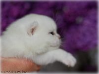 /gigi