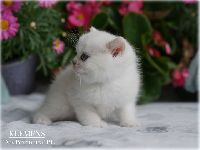 /klemens