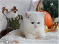 /albus