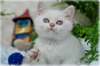 /bluebell