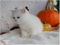 /albus