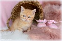/tilda